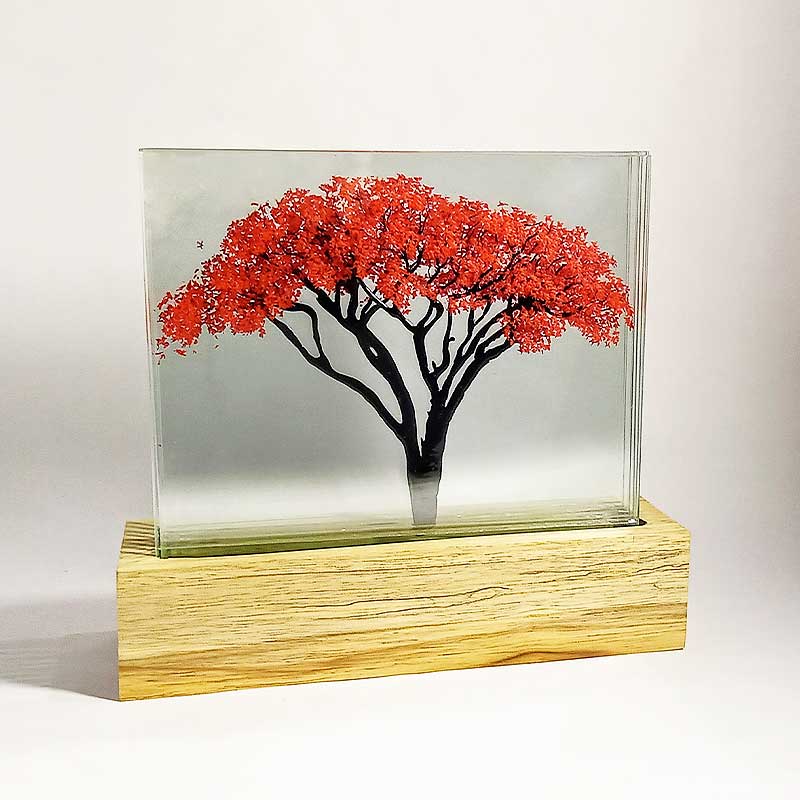 Acacia Roja