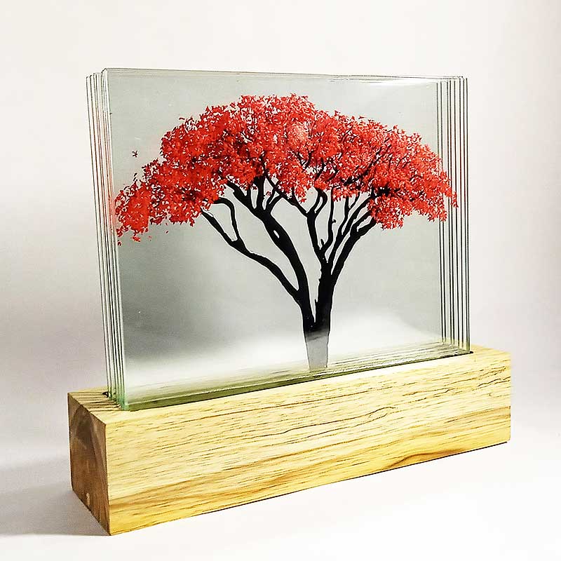 Acacia Roja - Image 2