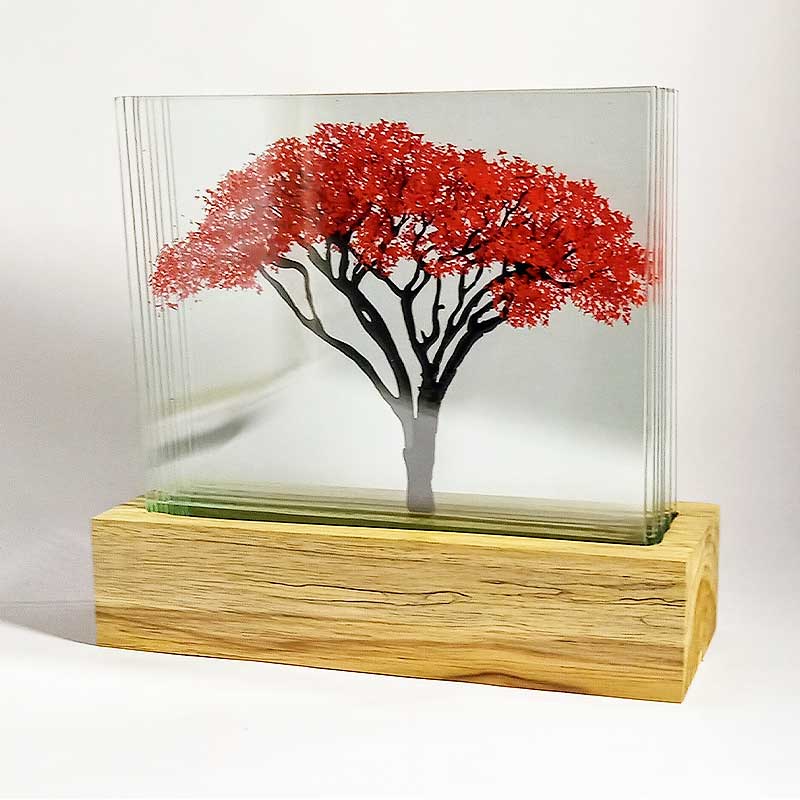 Acacia Roja - Image 3
